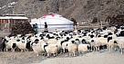 В Туве  зимовка скота  проходит в штатном режиме 